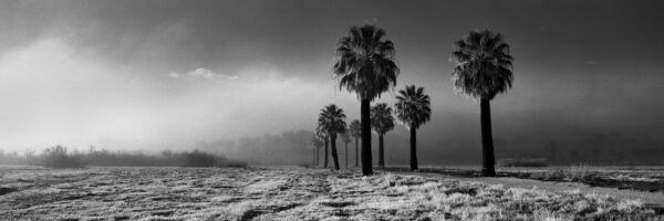 PalmWarm Springs-Palm Trees Trees In Fog